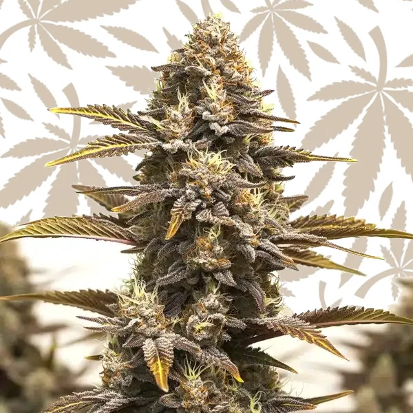 Purple Kush x Mazar cannabis strain plant