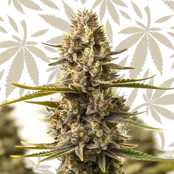 Purple Kush x White Russian cannabis strain plant