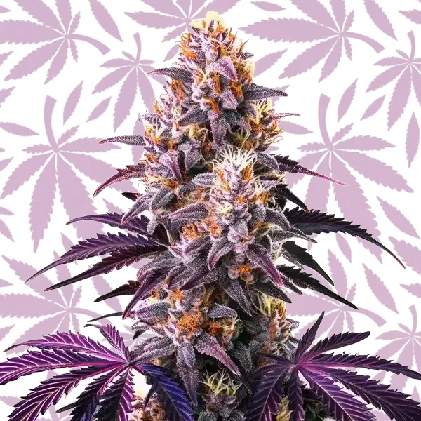 Purple Kush cannabis strain plant
