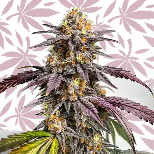 Purple Lemon cannabis strain plant