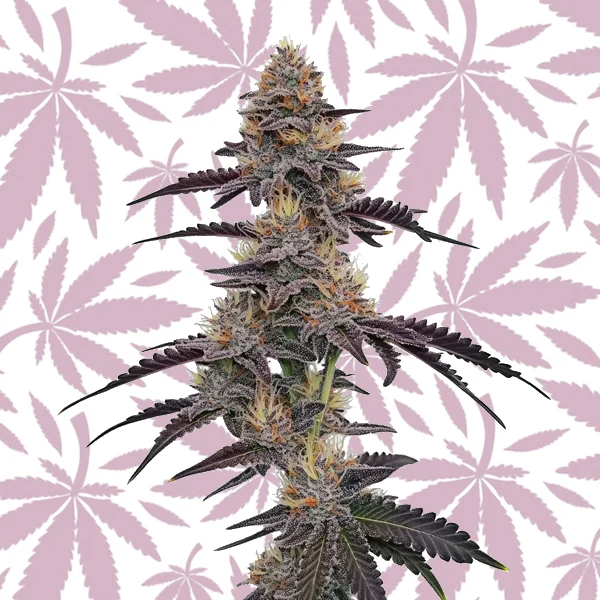 Purple Pineapple cannabis strain plant