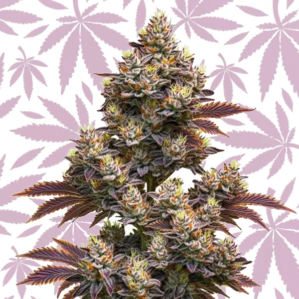 Purple Punch Autoflower cannabis strain plant