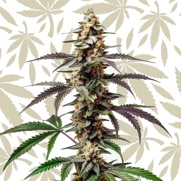 Purple Punch F1 cannabis strain plant