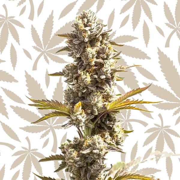 Purple Punch x Do-Si-Dos cannabis strain plant
