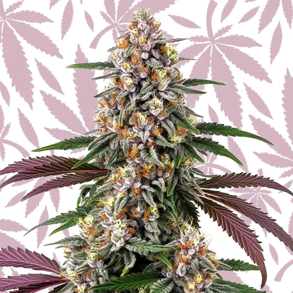 Purple Punch cannabis strain plant