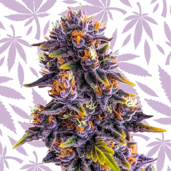 Purple Star Killer cannabis seed pack