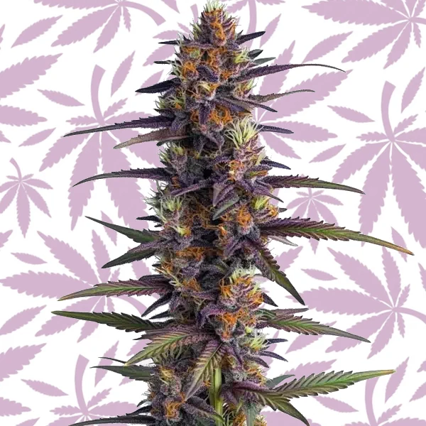 Purple Thai Regular cannabis strain plant
