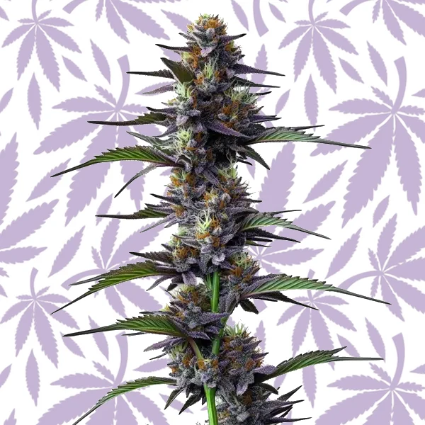 Purple Thai cannabis strain plant