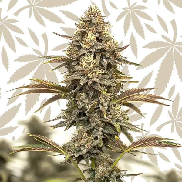 Purple Urkle Auto cannabis strain plant