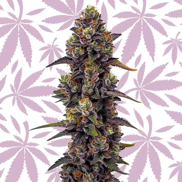 Purple Urkle cannabis strain plant