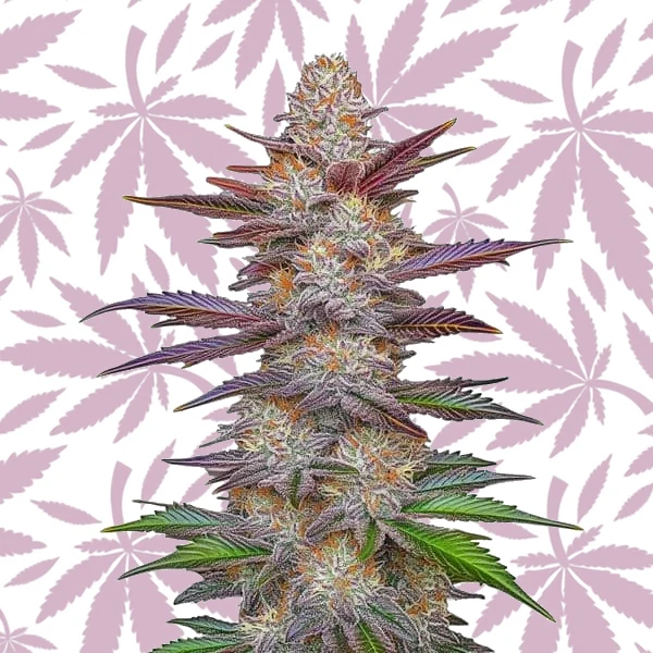 Purple Z OG Lemon Bean cannabis strain plant