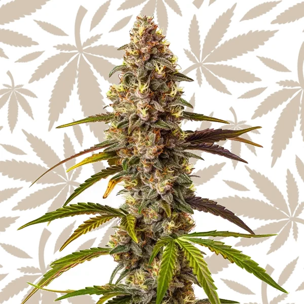 Quarter Pounder Auto cannabis strain plant