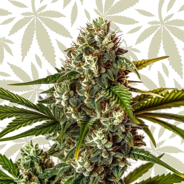 Rainbow Belts cannabis strain plant