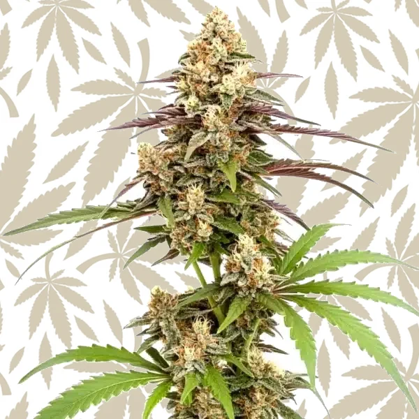 Rainbow Chip F2 Regular cannabis strain plant