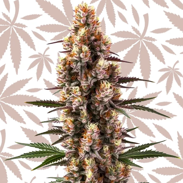Rainbow Kush Auto cannabis strain plant