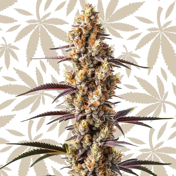 Rainbow Kush cannabis strain plant