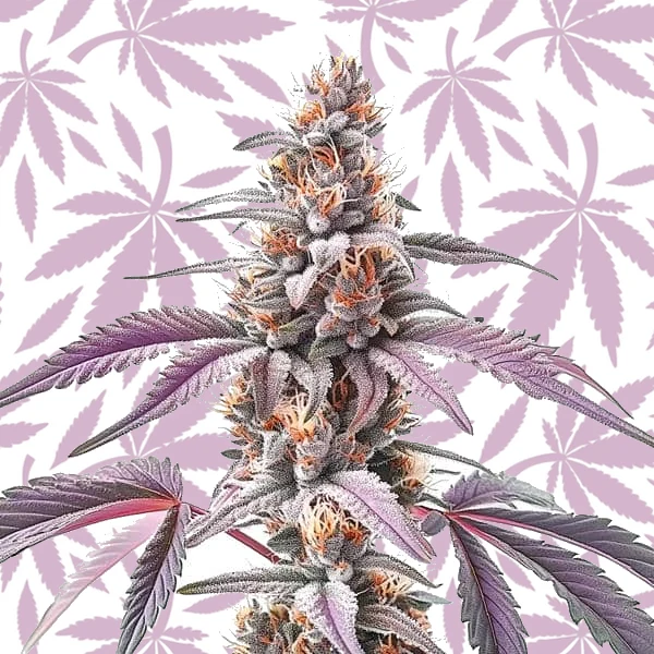 Rainbow cannabis strain plant