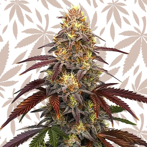 Red Devil Auto cannabis strain plant