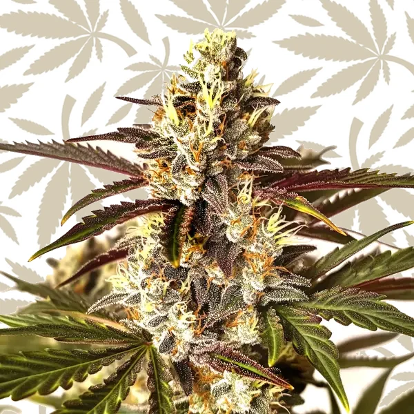 Red Dragon cannabis strain plant