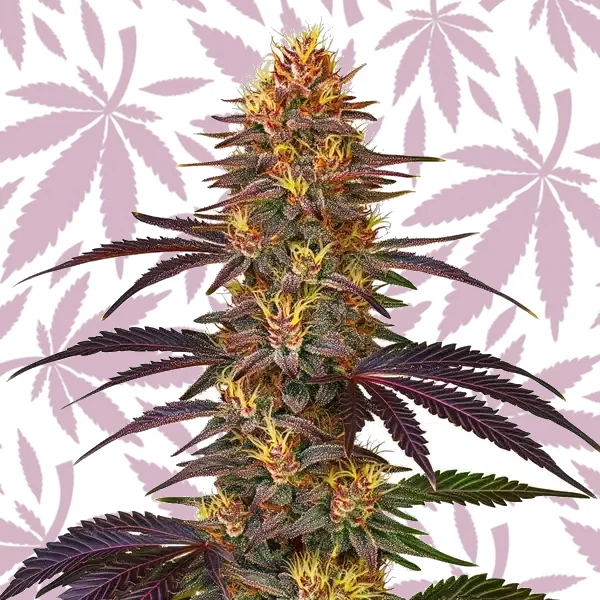 Red Gorilla Auto cannabis strain plant
