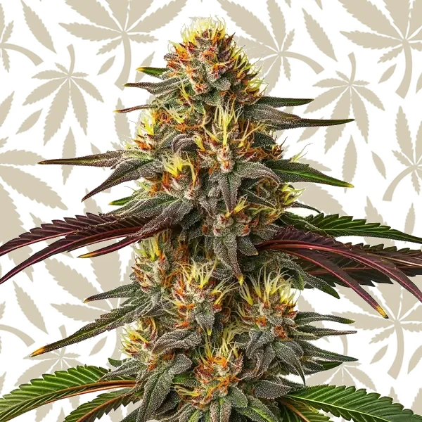 Red Kush Auto cannabis strain plant