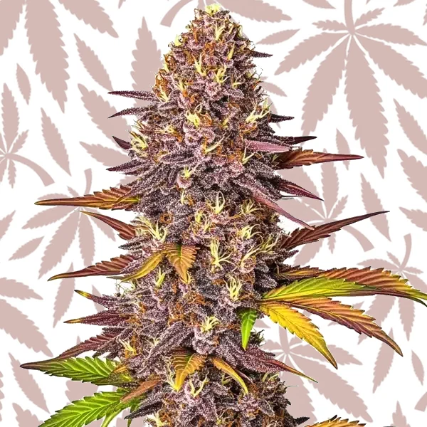 Red Poison Auto cannabis strain plant