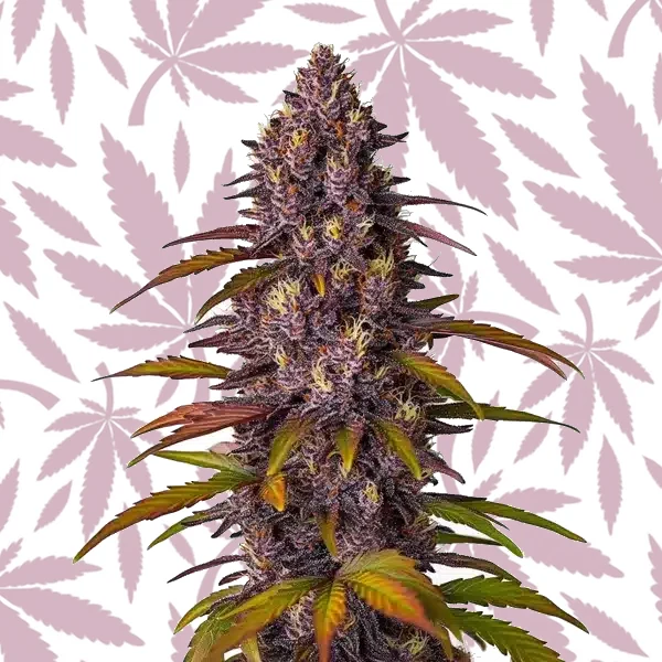 Red Skunk Kush Auto cannabis strain plant