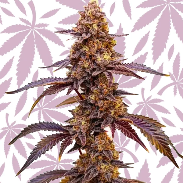 Red Skunk Kush cannabis strain plant