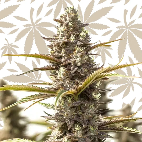 Red Strawberry Banana Auto cannabis strain plant