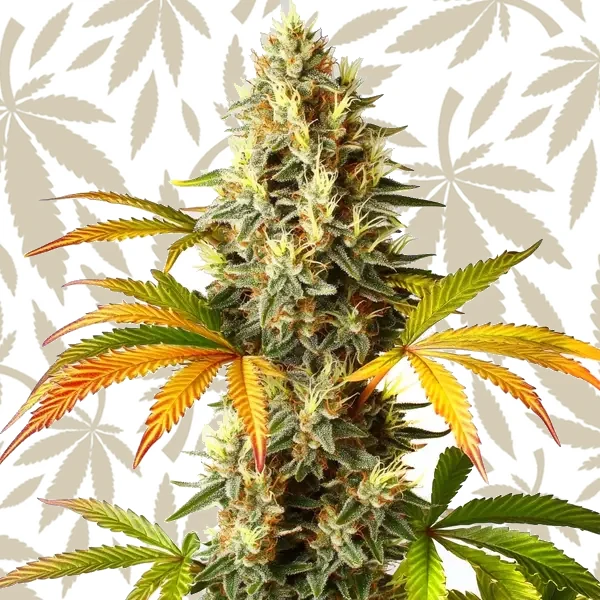 Red Super Skunk Auto cannabis strain plant