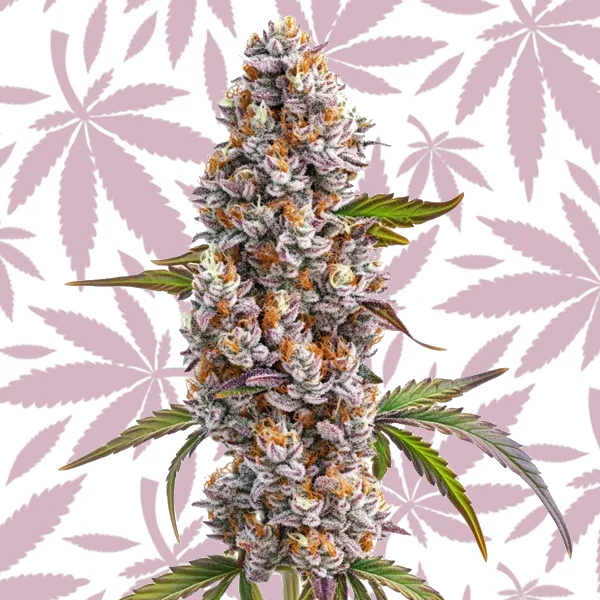 Reeze McFlurry cannabis strain plant
