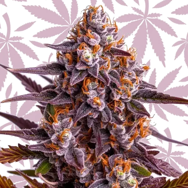 Ricky Bobby cannabis strain plant