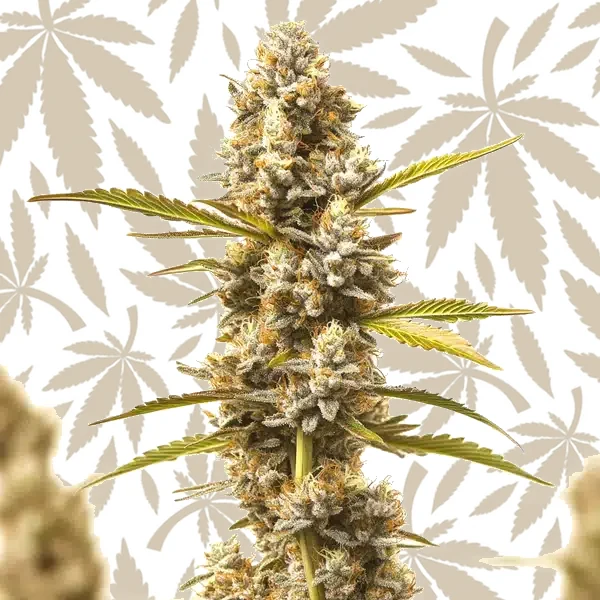 Rock Fruit Fast Version cannabis strain plant