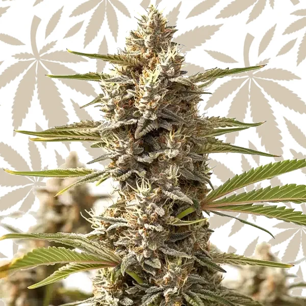 Rock Start cannabis strain plant