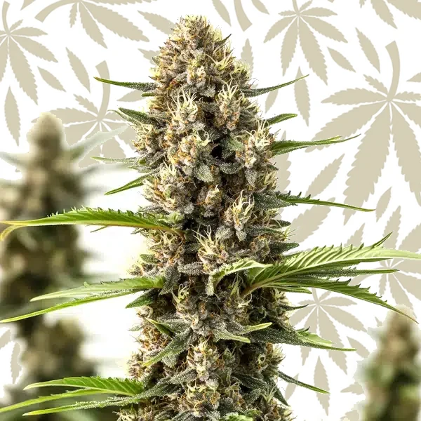 Rosenthal cannabis strain plant