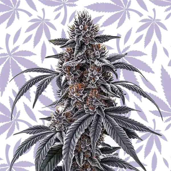 Rosetta Stone cannabis strain plant