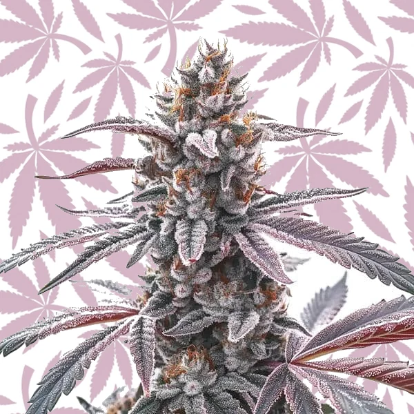 Rotten Z OG cannabis strain plant