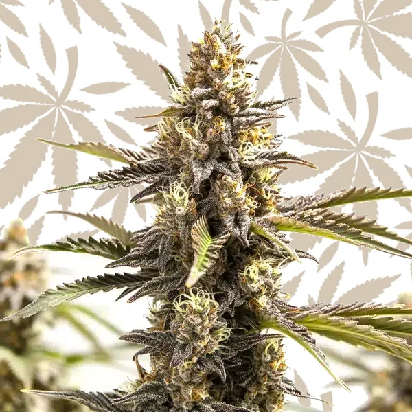 RS11 x Apple Fritter cannabis strain plant