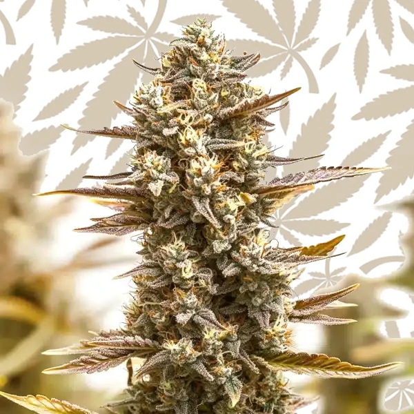 RS11 x Candy Rain cannabis strain plant