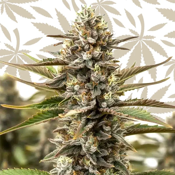 RS11 x Cereal Milk cannabis strain plant
