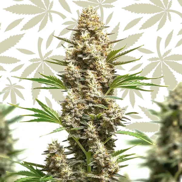RS11 x Chemdog 4 cannabis strain plant