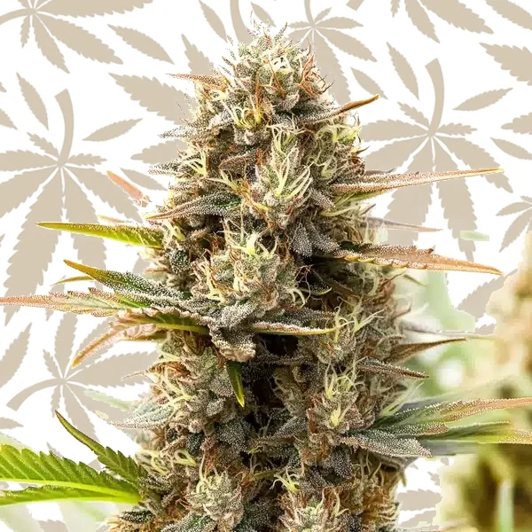 RS11 x Gush Mints cannabis strain plant