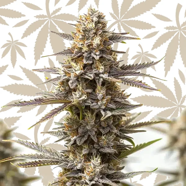 RS11 x Gushers cannabis strain plant