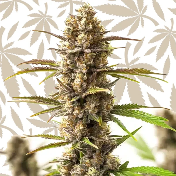 RS11 x Skywalker cannabis strain plant