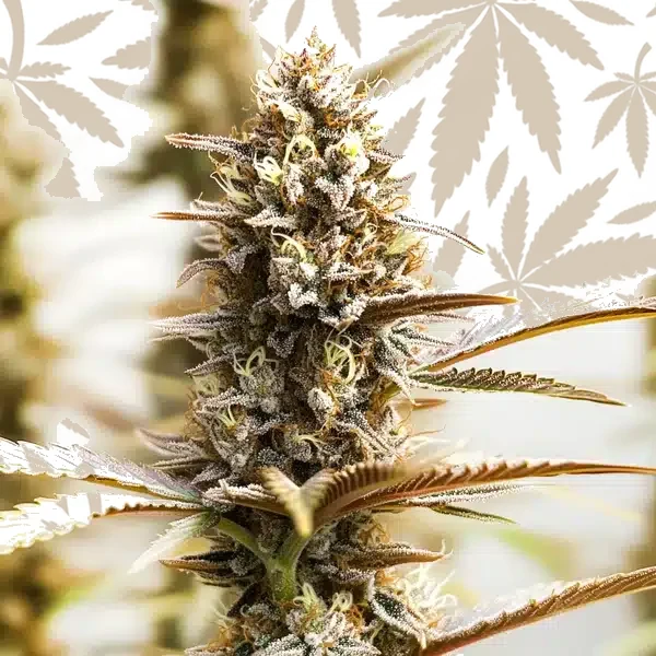 RS11 x Super Boof cannabis strain plant