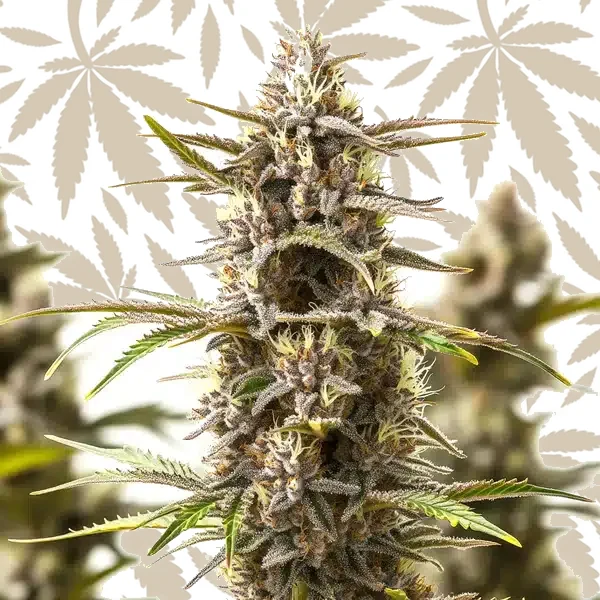RS11 x Zoap cannabis strain plant
