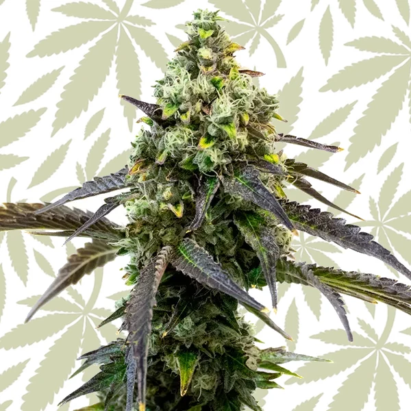 RS11 cannabis strain plant