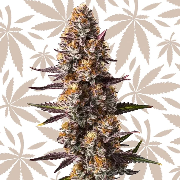 Rude Boy OG cannabis strain plant