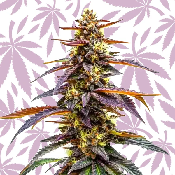 RudeBoi OG F1 cannabis strain plant