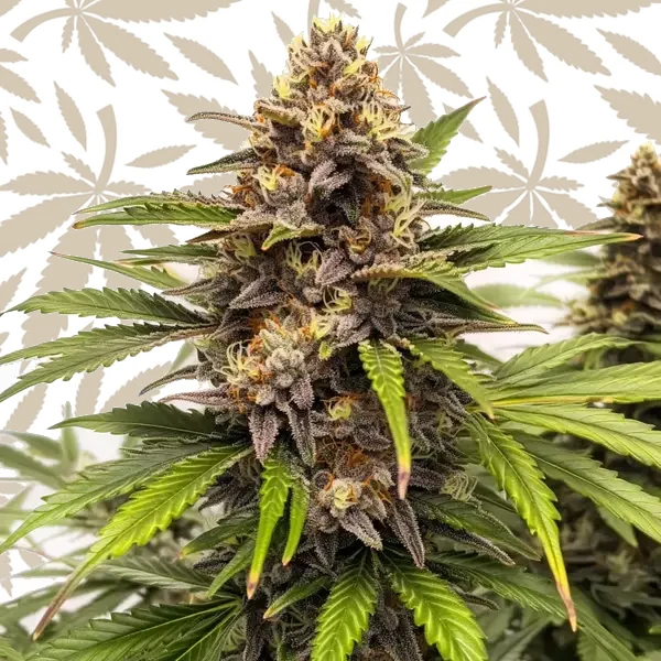 Runtz Autoflower cannabis strain plant